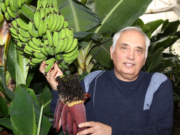 Выращивание бананов в теплице
