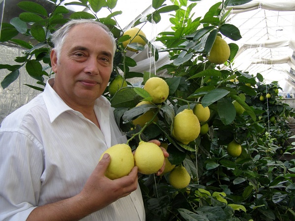 Выращивание лимонов в теплице